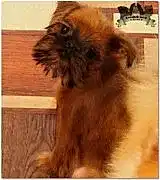 Питомник гриффонов, шпиц и чихуахуа Russisch Geist