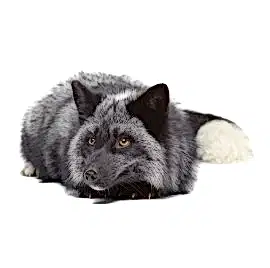 Питомник домашних лисиц на проспекте Академика Лаврентьева, 10