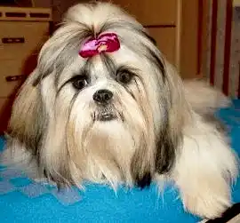 Питомник собак Велком Сетан