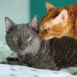 Питомник кошек Уральский рекс Ural Shine в Королеве