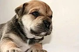 Питомник собак Grand Marko