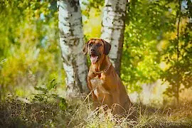 Питомник Тина Трейдинг в Тишково