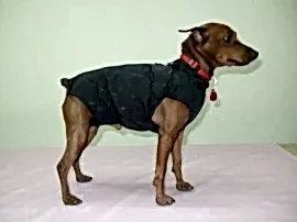 Зооателье Зоофантазия