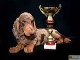 Кинологический питомник Лесной Охотник на улице Гурьянова