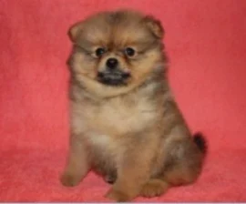 Объединение питомников Мини Пёс на Севастопольском проспекте, 79