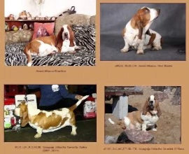 Питомник бассет-хаундов Ammi Moscu