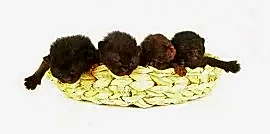 Питомник бомбейских кошек Jera