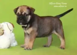 Питомник собак ка-де-бо Алферор