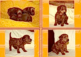 Племенной питомник Чарующий Соблазн