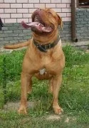 Питомник бордоских догов Бордосы Елены Соколовой