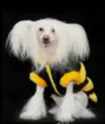 Питомник Ню Арт