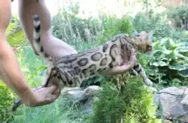 Питомник бенгальских кошек Oasisbengals
