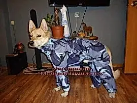 Зооателье Модный пушистик на улице Журавлёва