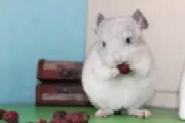 Питомник шиншилл на проспекте