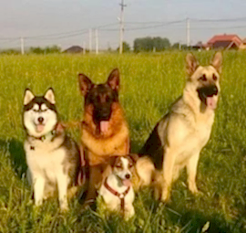 Собачья школа