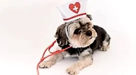 Ветеринарная клиника ВотВЕТе на проспекте Стачки