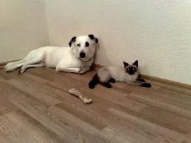 Ветеринарная клиника Бобёр на улице Гагарина