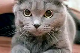 Ветеринарная клиника Вита в Тольятти на Алматинском проспекте