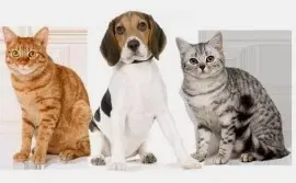 Ветеринарная клиника Коноплёвых на Революционной улице