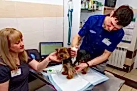 Ветеринарная клиника Ветпрактик на Политехнической улице