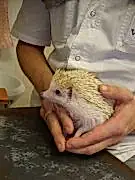 Ветеринарная клиника Центральная на Алматинской улице