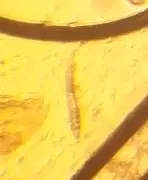 Ветеринарная клиника