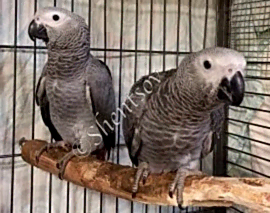 Питомник крупных и средних попугаев Toucan