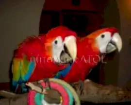 Питомник попугаев Атол