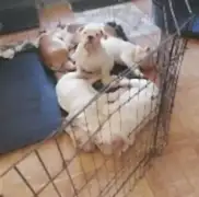 Английский бульдог щенки