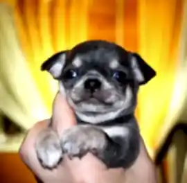 Рикко Вигал питомник чихуахуа