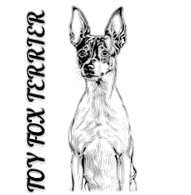 Selena Sharm, питомник собак породы той-фокстерьер