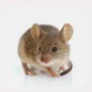 Декоративная мышь