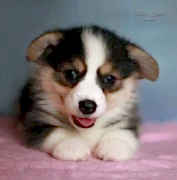 Вельш корги пемброк