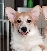 Вельш корги пемброк