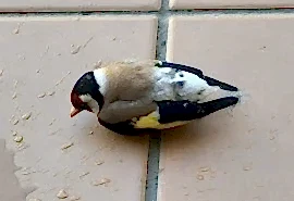 Найден Щегол