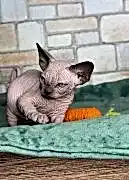 Питомник кошек Канадского сфинкса и Шарпеев