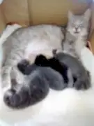 Отдам котят в добрые руки 