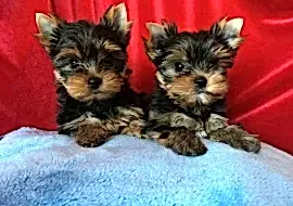 Зоогостиница 