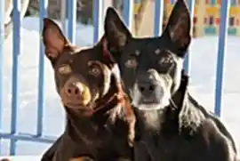 Элайс Рэдж - Австралийский келпи