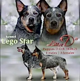 Лего Стар - Lego Star