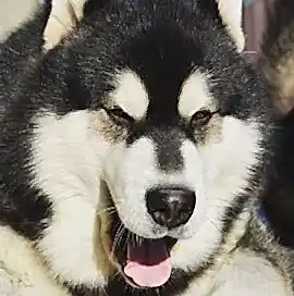 Mutalook - Муталук