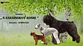 С Есенинской Рощи - Фландрский бувье