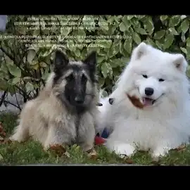 Жемчуг Севера - Zhemchug Severa