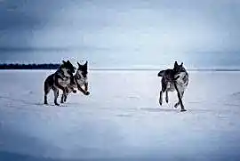 Severnaya Sonata - Северная Соната