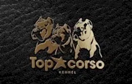Топ Корсо - Top Corso