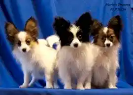 Merivin Dreams - Фокстерьер