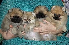 Алмазный Источник - Almazniy Istochnik