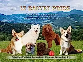 Из Басвет Прайд - Iz Basvet Pride