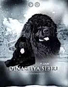 Dinastiya Sibiri - Династия Сибири