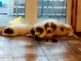 Созвездие Орион